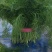 茴香苗