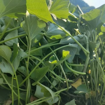 玛莎莉丝滑红薯苗
