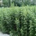 新鲜艾草