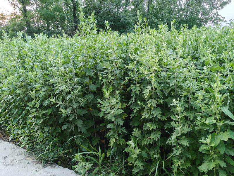 新鲜艾草