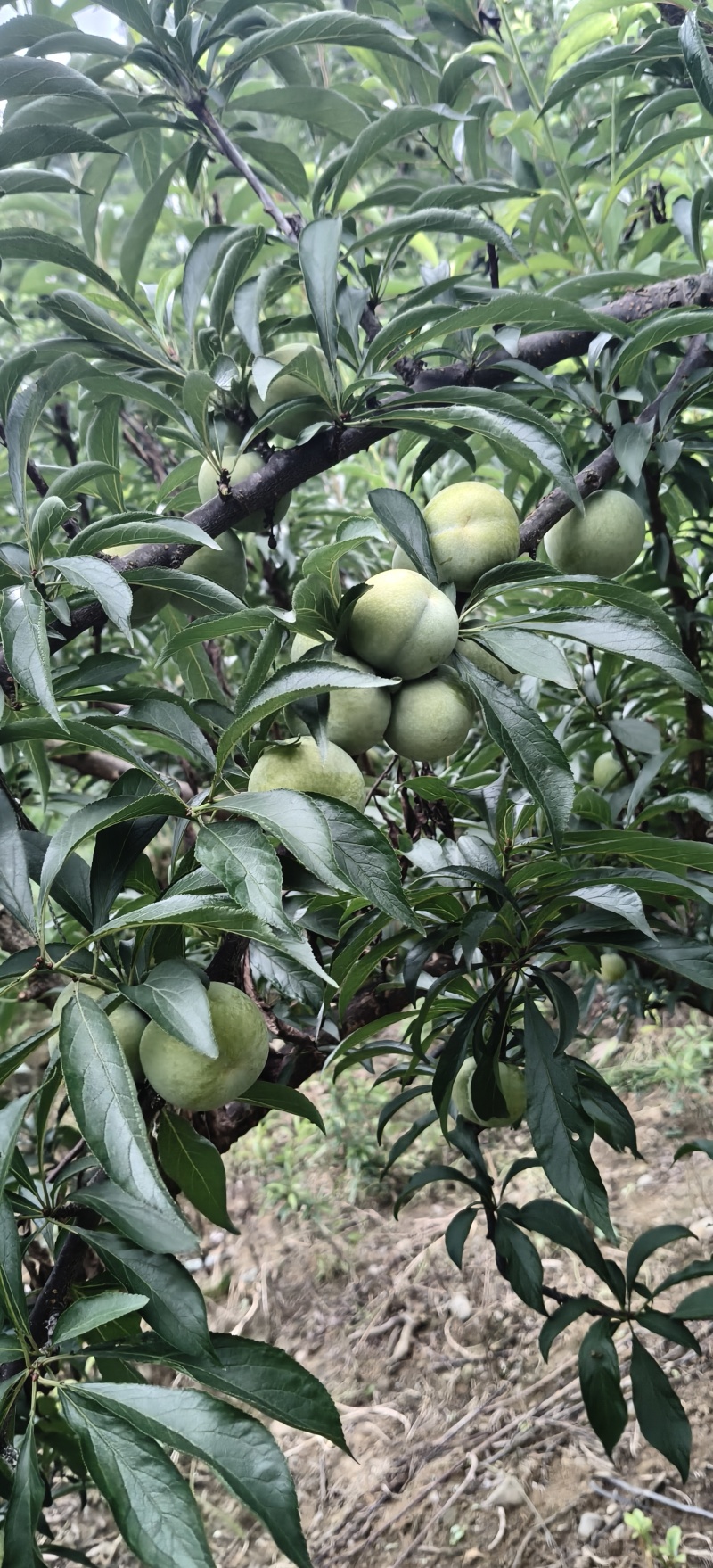 贵州六马蜂糖李35/50果