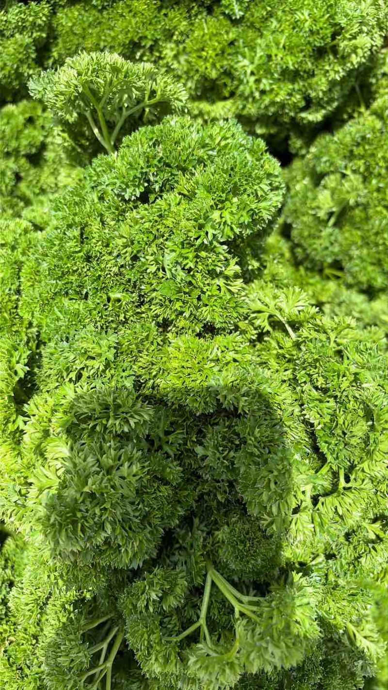 法香（欧芹）云南货