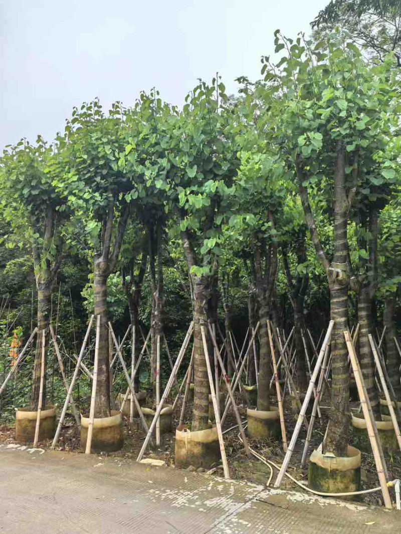 宫粉紫荆骨架8-25分，基地直销，一手货源，大量低价出售