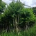 宫粉紫荆骨架8-25分，基地直销，一手货源，大量低价出售