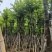 宫粉紫荆骨架8-25分，基地直销，一手货源，大量低价出售