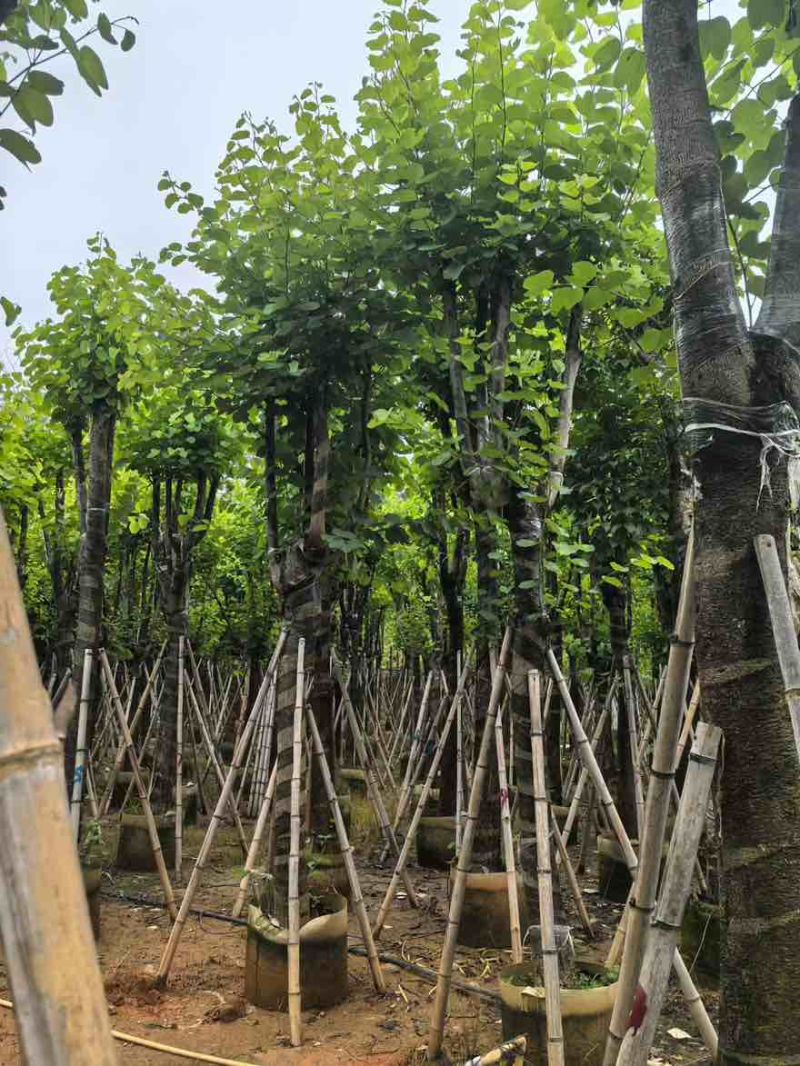 宫粉紫荆骨架8-25分，基地直销，一手货源，大量低价出售