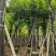 宫粉紫荆骨架8-25分，基地直销，一手货源，大量低价出售