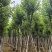 宫粉紫荆骨架8-25分，基地直销，一手货源，大量低价出售