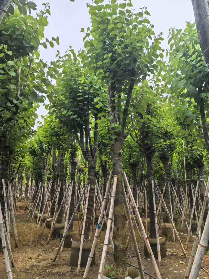 宫粉紫荆骨架8-25分，基地直销，一手货源，大量低价出售