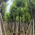 宫粉紫荆骨架8-25分，基地直销，一手货源，大量低价出售
