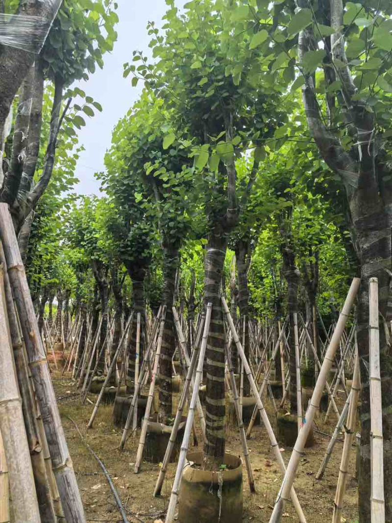 宫粉紫荆骨架8-25分，基地直销，一手货源，大量低价出售