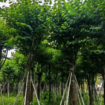 宫粉紫荆骨架8-25分，基地直销，一手货源，大量低价出售