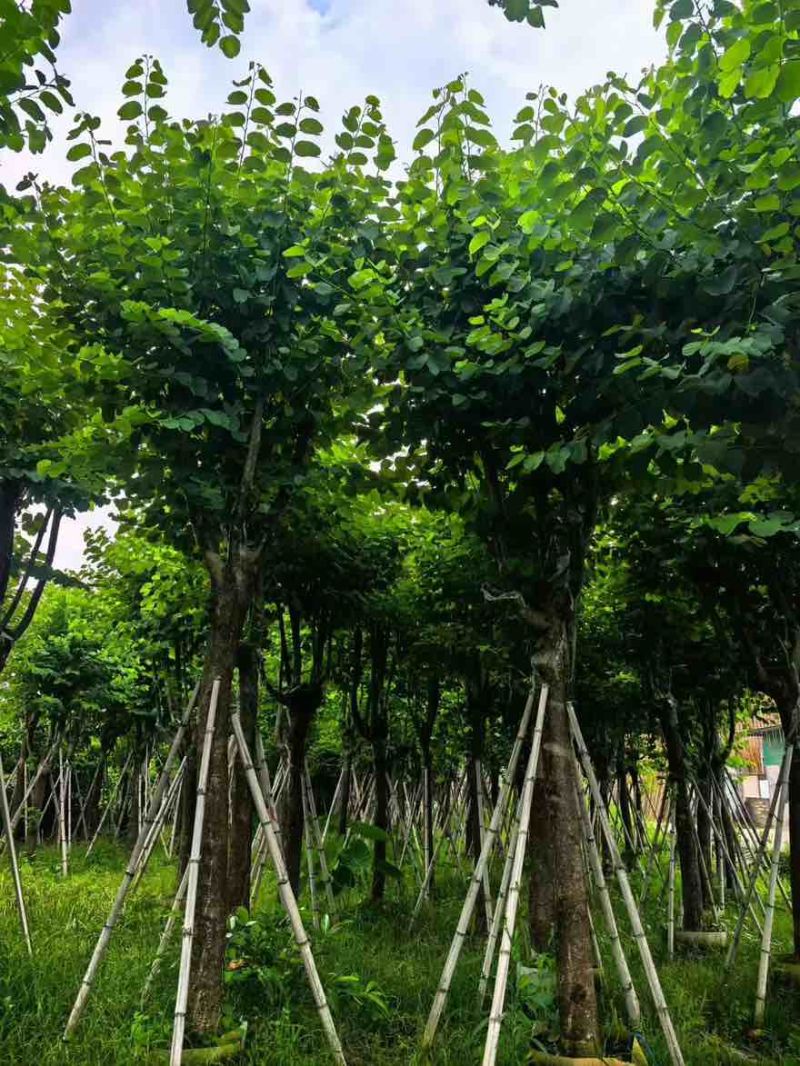 宫粉紫荆骨架8-25分，基地直销，一手货源，大量低价出售