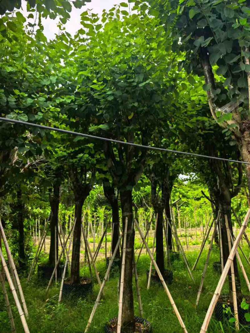 宫粉紫荆骨架8-25分，基地直销，一手货源，大量低价出售