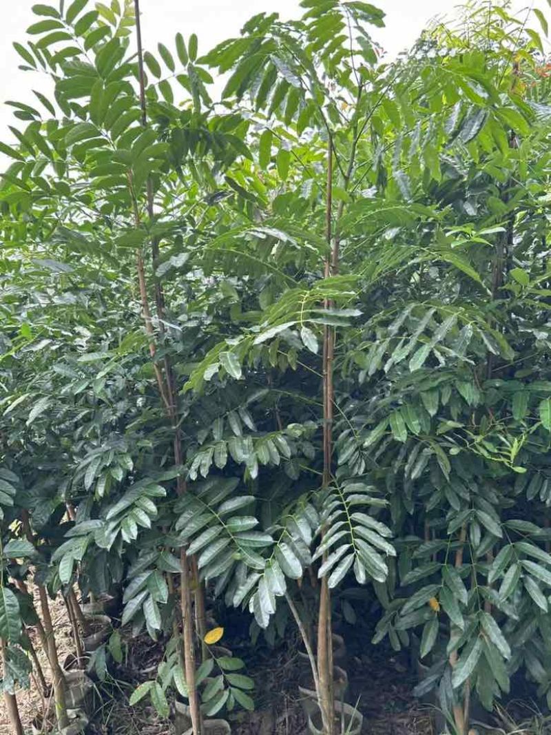 桃花心木原生苗1-5分，基地直销，一手货源，大量低价出售