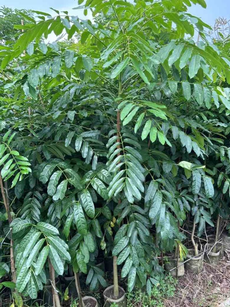 桃花心木原生苗1-5分，基地直销，一手货源，大量低价出售