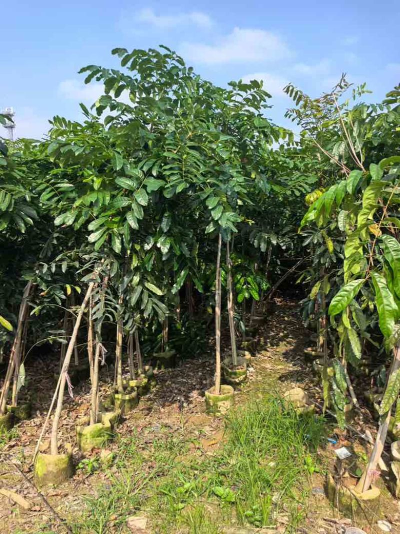 桃花心木原生苗1-5分，基地直销，一手货源，大量低价出售