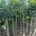 桃花心木原生苗1-5分，基地直销，一手货源，大量低价出售