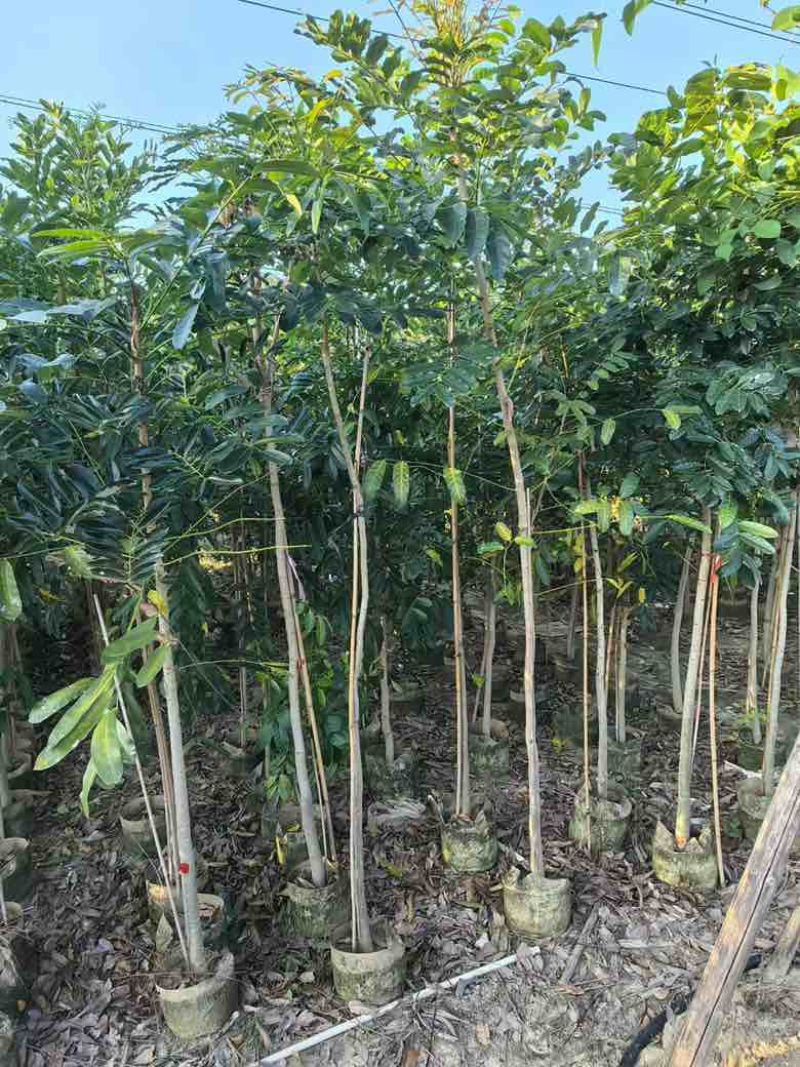 桃花心木原生苗1-5分，基地直销，一手货源，大量低价出售