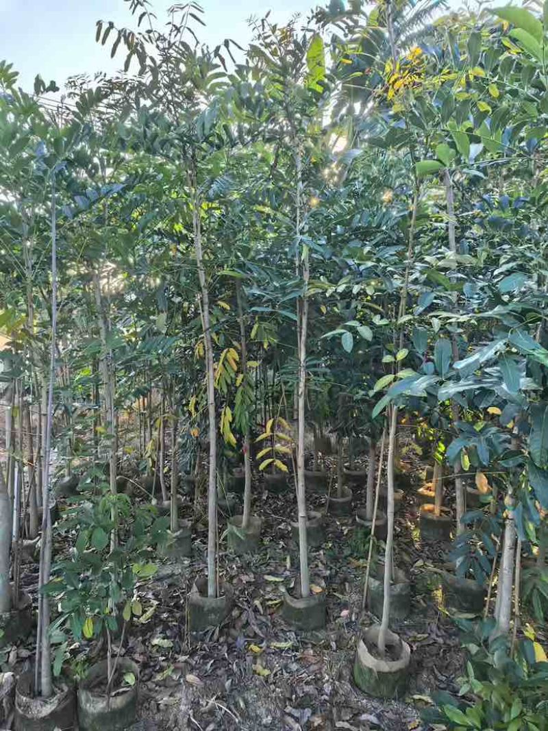 桃花心木原生苗1-5分，基地直销，一手货源，大量低价出售