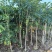 桃花心木原生苗1-5分，基地直销，一手货源，大量低价出售
