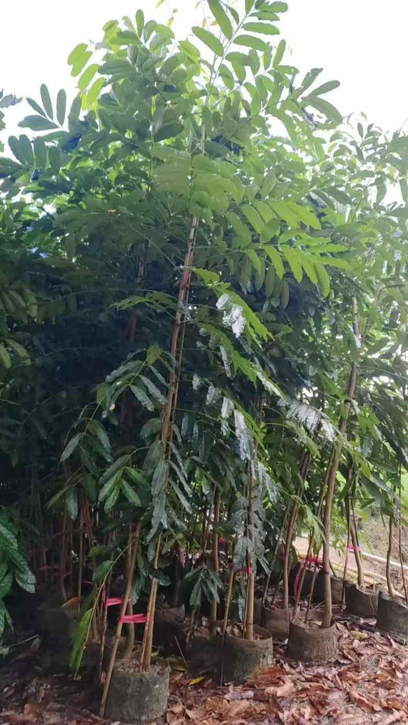 桃花心木原生苗1-3分，基地直销，一手货源，大量低价出售