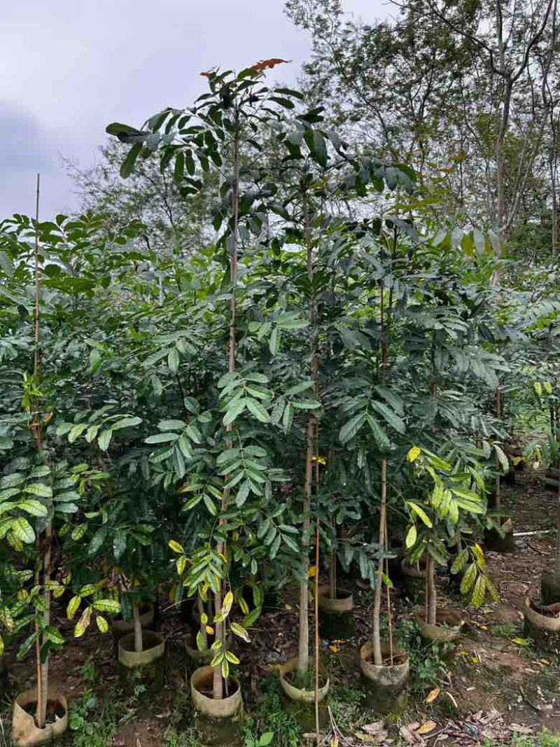 桃花心木原生苗1-3分，基地直销，一手货源，大量低价出售