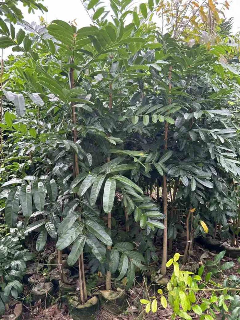 桃花心木原生苗1-3分，基地直销，一手货源，大量低价出售