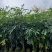 桃花心木原生苗1-3分，基地直销，一手货源，大量低价出售