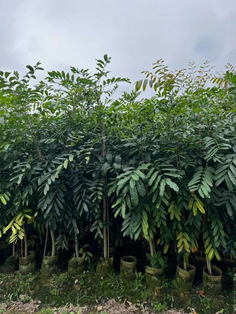 桃花心木原生苗1-3分，基地直销，一手货源，大量低价出售