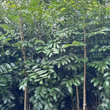 桃花心木原生苗1-3分，基地直销，一手货源，大量低价出售