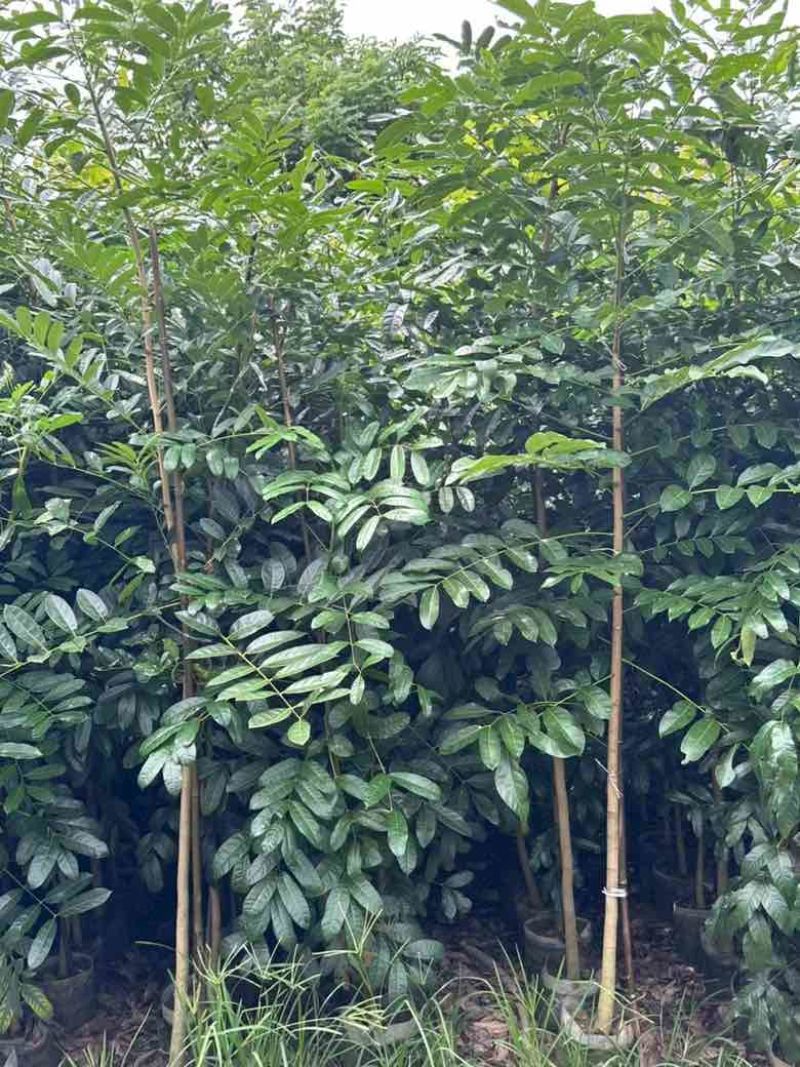桃花心木原生苗1-3分，基地直销，一手货源，大量低价出售