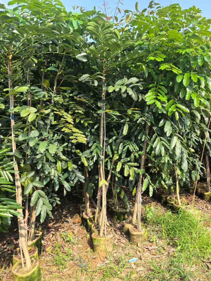 桃花心木原生苗1-3分，基地直销，一手货源，大量低价出售