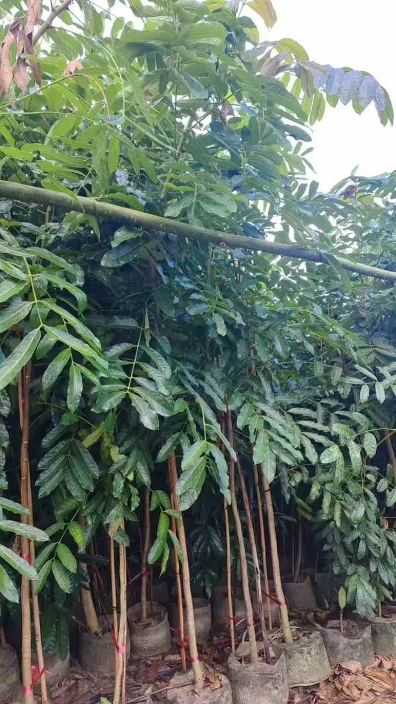 桃花心木原生苗1-3分，基地直销，一手货源，大量低价出售