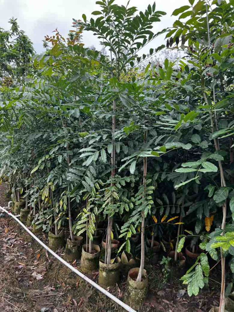 桃花心木原生苗1-3分，基地直销，一手货源，大量低价出售