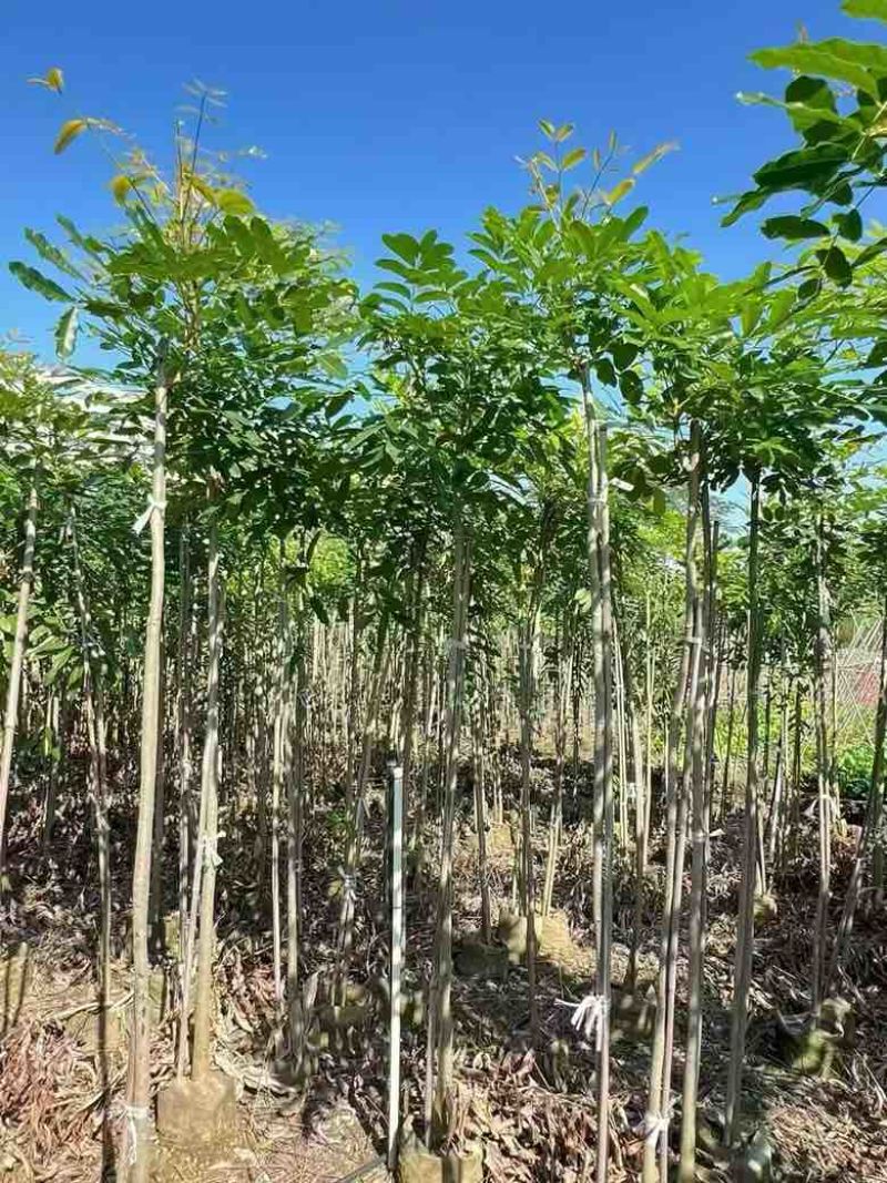 桃花心木原生苗1-3分，基地直销，一手货源，大量低价出售