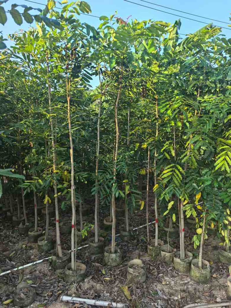 桃花心木原生苗1-3分，基地直销，一手货源，大量低价出售