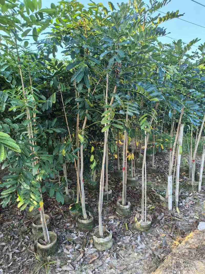 桃花心木原生苗1-3分，基地直销，一手货源，大量低价出售