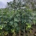 桃花心木原生苗1-3分，基地直销，一手货源，大量低价出售