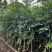 桃花心木原生苗1-3分，基地直销，一手货源，大量低价出售