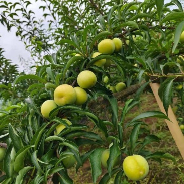 贵州六马正宗蜂糖李