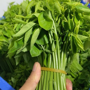 树仔菜
