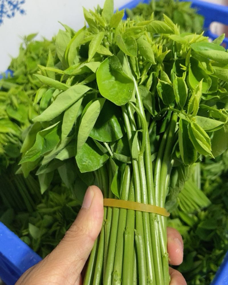 树仔菜