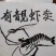 罗氏沼虾批发零售