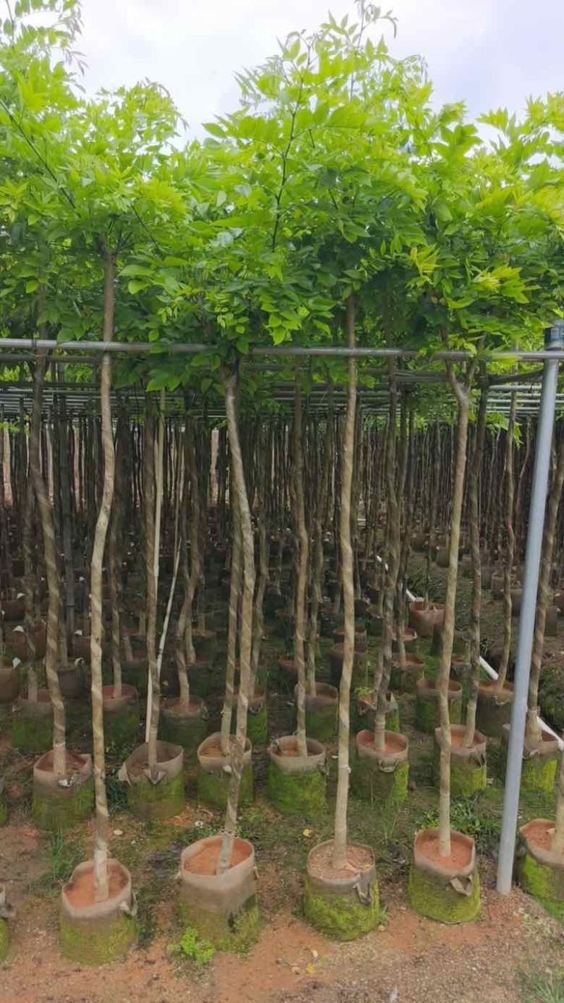 黄花梨2-15分，基地直销，一手货源，大量低价出售
