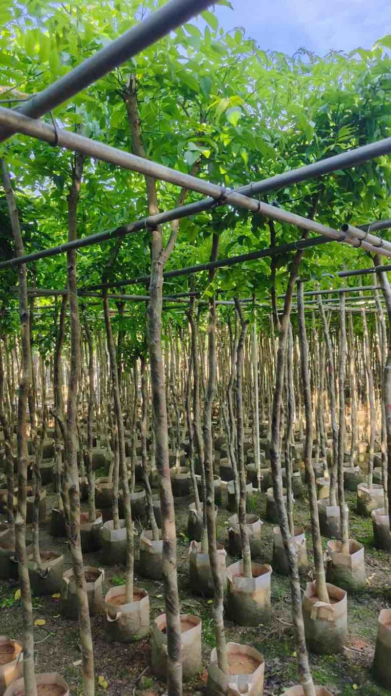 黄花梨2-15分，基地直销，一手货源，大量低价出售