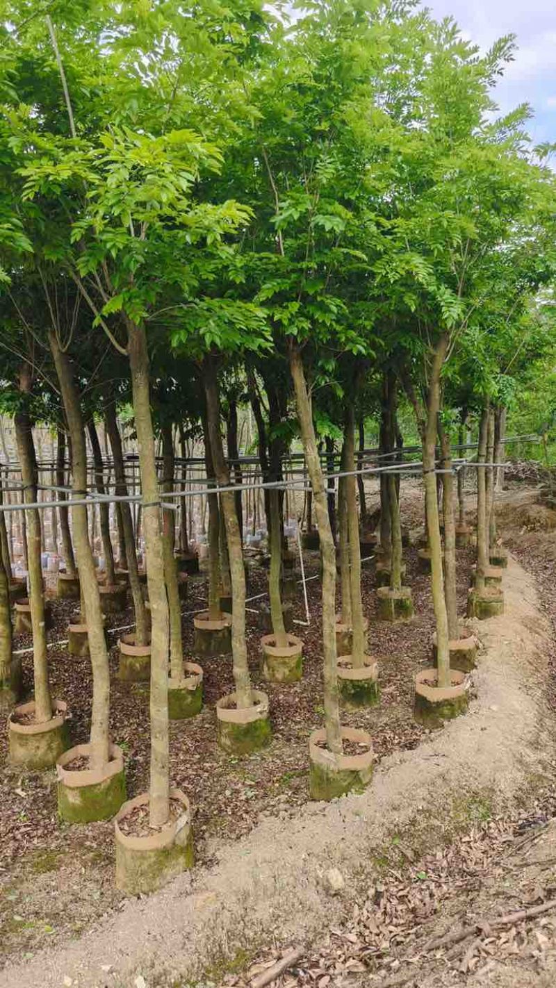黄花梨2-15分，基地直销，一手货源，大量低价出售