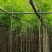 黄花梨2-15分，基地直销，一手货源，大量低价出售