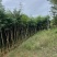 黄花梨2-15分，基地直销，一手货源，大量低价出售