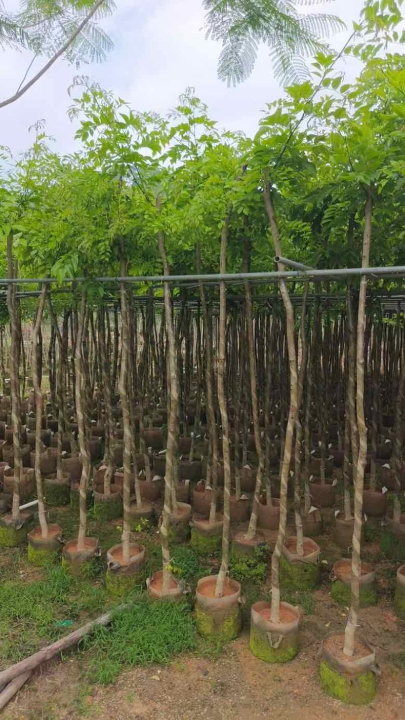 黄花梨2-15分，基地直销，一手货源，大量低价出售